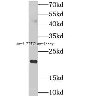 Anti-PPIC antibody - Click Image to Close